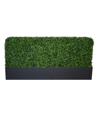 Box Hedge 3'