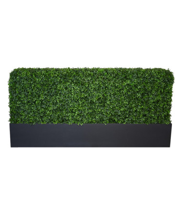 Box Hedge 3'