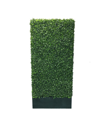 Box Hedge 7'