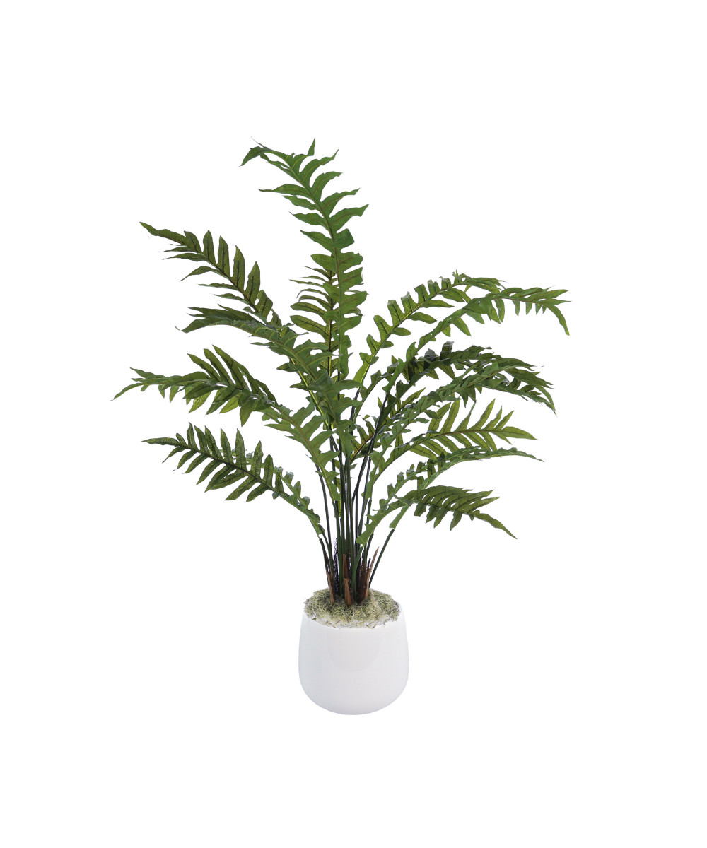 Large leaf fern