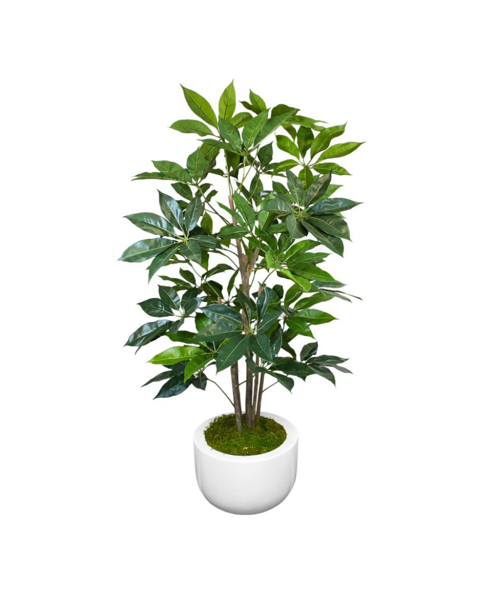 Umbrella Tree