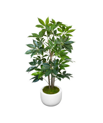 Umbrella Tree
